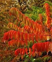 Rhus typhina - torzs�s sz�m�rce