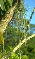 Tbbsgk epifita (nvnyen lak, de nllan l, nem parazita), trpusokon l kaktusz.