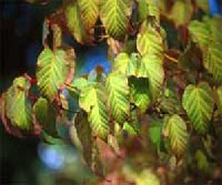 Acer davidii - k�z�pk�nai juhar