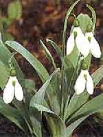 A pomps hvirg (Galanthus elwesii) felismerhet szrks levelrl, az tlagosnl nagyobb virgairl s erteljes illatrl.