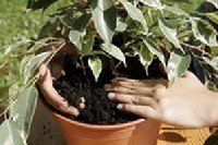 5. Helyezz�k bele a cser�pbe a n�v�nyt, �gy, hogy ugyanolyan magasan �lljon, mint kor�bban.

T�lts�k fel a cserepet f�lddel, a n�v�ny t�v�t  megnyomva t�m�r�ts�k a talajt. 

