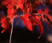 Acer ginnale - tat�rjuhar