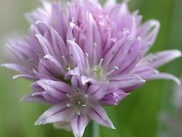 Hagyma (Allium)
