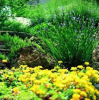 A kert arculatt vltozatoss tev sziklakertben a srgavirg, rkzld varjhj s a lilavirg, keskenylevel ssbokor egyttesben gynyrkdhetnk
