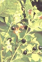 Atropa belladonna - Csattanós maszlag