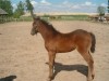 Lovasturizmus - Galopp Major Lovarda