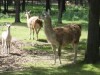 llatkertek - Miskolci llatkert s Kultrpark / Miskolc Zoo