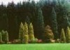Arbortumok - Cscsbozsoki arbortum