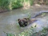 llatkertek - Miskolci llatkert s Kultrpark / Miskolc Zoo