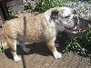 llatkertek - Angol bulldog szukk eladk