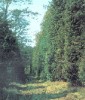 Arbortumok - Gdlli Arbortum