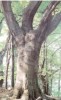 Arbortumok - Jmbor Arbortum