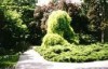 Arbortumok - Kmoni Arbortum